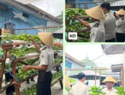Panen Pokcoy Berkesinambungan, WBP Lapas Kalianda Teruskan Tren Sukses Budidaya