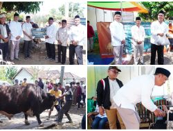 Bupati Tubaba Serahkan Sapi Kurban Bantuan Presiden di Masjid Nurul Huda Panaragan Jaya