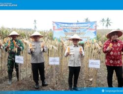 Panen Raya Jagung Kuartal II di Lahan 3 Hektare, Lampung Selatan Tegaskan Komitmen Dukung Ketahanan Pangan Nasional
