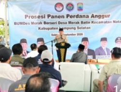 Kebun Anggur BUMDes Merak Batin Curi Perhatian Mendes PDT, Harapan Baru Ekonomi Warga Mulai Berbuah